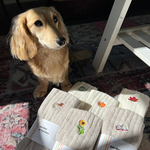 Dog looking up at a table with fabric samples and brochures.